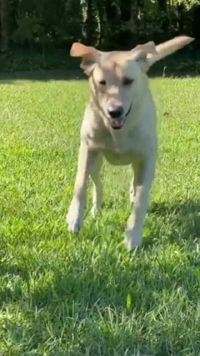 He could do this all day without his human