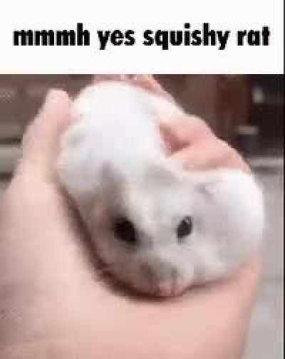 mmmh yes squishy rat