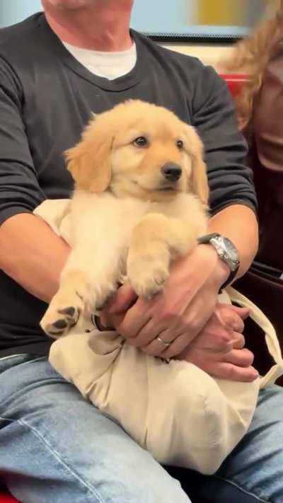 Pup doesn't want to go to work