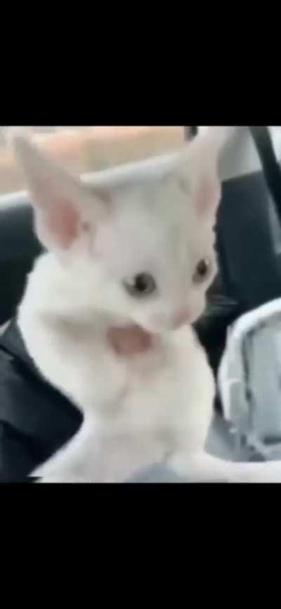 vida triste do gatinho 