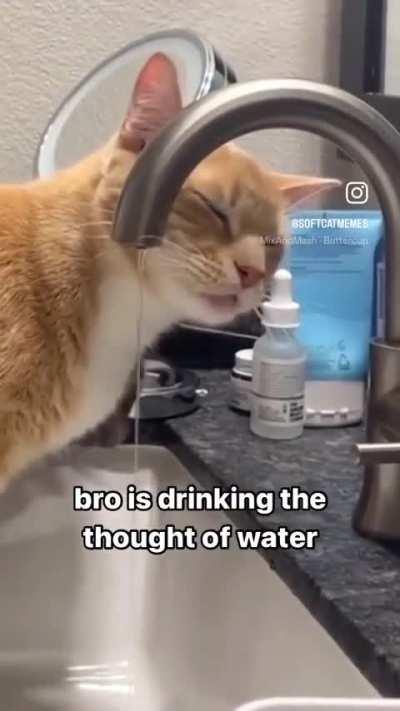 Wunkus is a stupid idiot and I hate him. There’s no way he can’t see the water. He’s a moron and I hope he never gets catnip.
