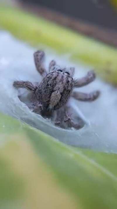 I posted a pic of this spider earlier, but was pointed out that her body couldn't be seen and it would make hard to ID so I'll try a video. Found her in São Paulo, Brazil.