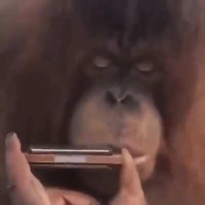 ORANG UTAN OF THE MONKES FIRST SOLO SINGLE [WORLD PREMIERE] OOOAA OOOO AAAA A OOOAAHHH