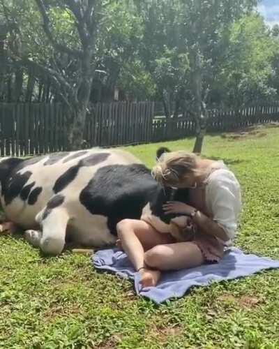 Be a pal to a cow and you'll have someone who loves you in return