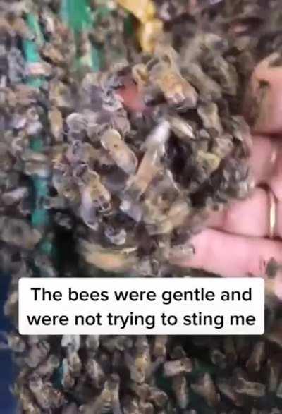 Removing bees from a compost bin.