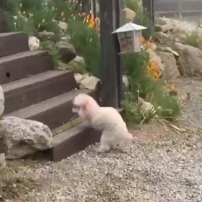 Idk if this counts but this pupper is adorable