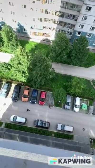 Eagle catching free falling meat midair