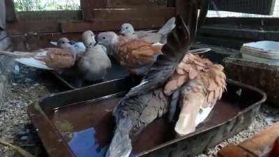 Ringneck doves bathing