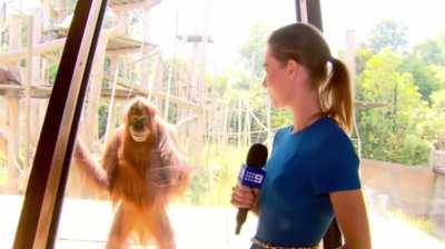 Ape waiting till squeeze gonna happen...