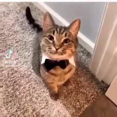 Gentlemen's cat