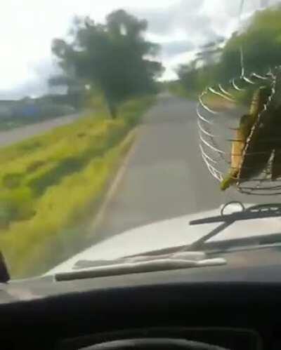 Se lo coge la policía y la multa va a ser enorme