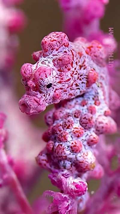🔥Bargibant’s Pygmy Seahorse: Literally smaller than your pinky nail