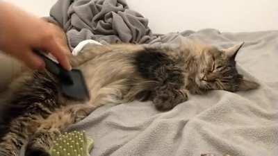 curlin the feetsies for maximum bellyrub time