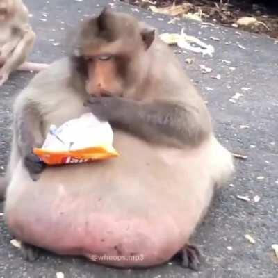 Niko avacado replacement lol