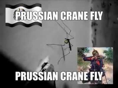 Kraut fly??? 😳😳😳