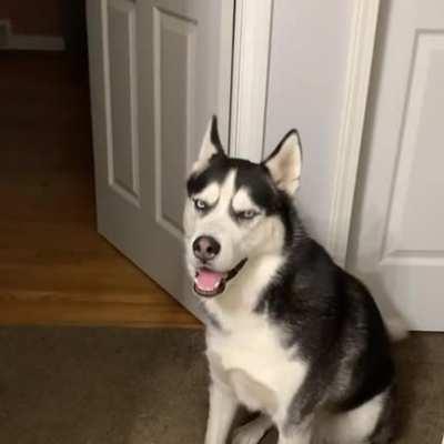 My boy Koda demands food every night. It’s like having a con...