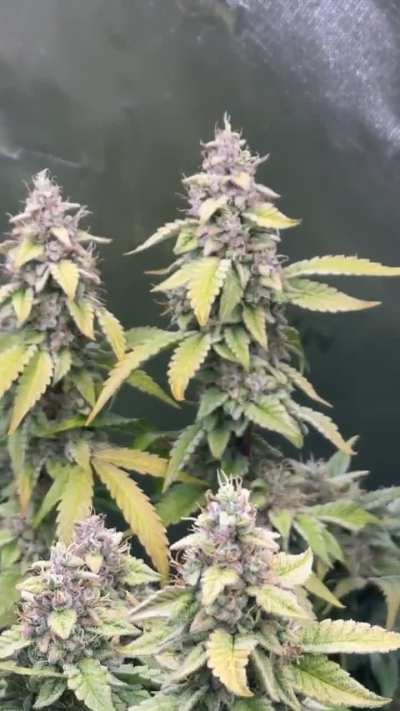 Whistlin Diesel and GoldStriker