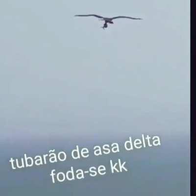 Águia salvando tubarão de se afogar como e lindo a natureza 😫😫