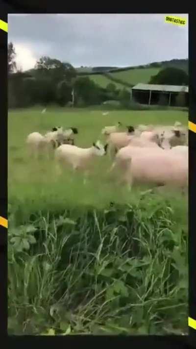 Amazing! Job done in less than a minute. Good girl!