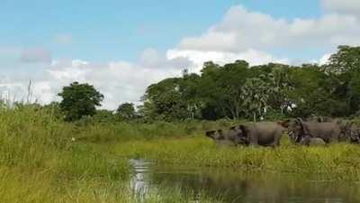 Crocodile bites more than it can handle