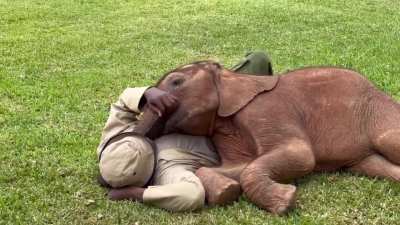 Pure goodness: baby elephant and her keeper enjoying a midday nap