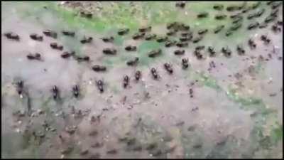 Truce between termites(top) and ants(bottom) with each side having their own line of guards.