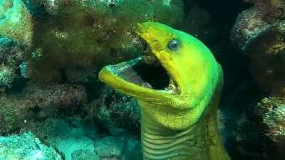 when you’re diving down deep and you see something creep, that’s a Moray