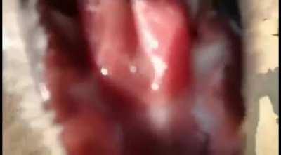 Fox stole a camera from tourists in Kamchatka.