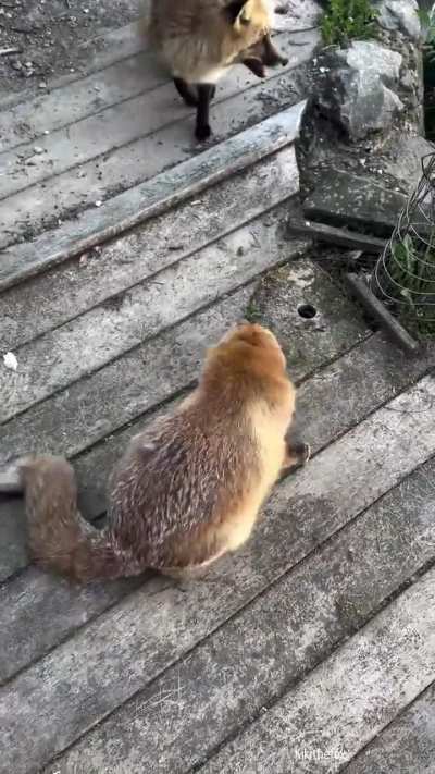 Foxes are cats but with ADHD