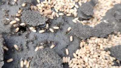 Lifted some slabs in my garden and found a large colony of ants