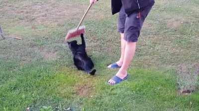 He hates every cat brush we bought him, but he loves my dad's yard broom 😸