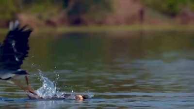 🔥 Heron snatches a fish from this Darter