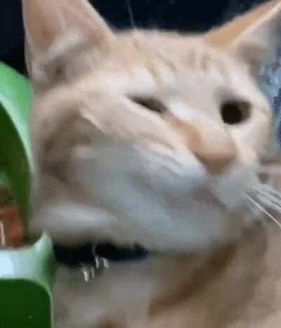 Лицом в салате, говорите?