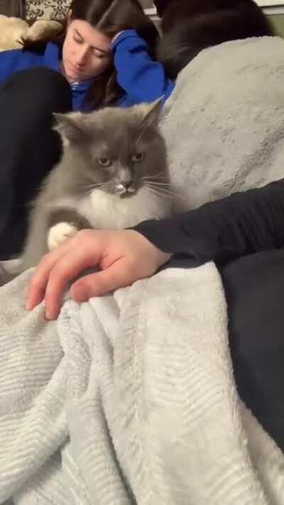 Cat knows what to do for head rubs