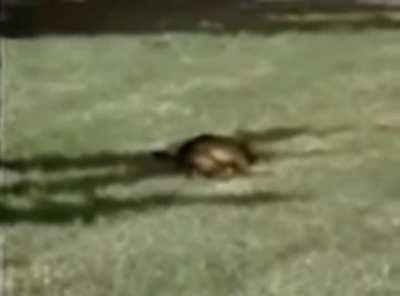 Rusty, the dog who suffers from Narcolepsy