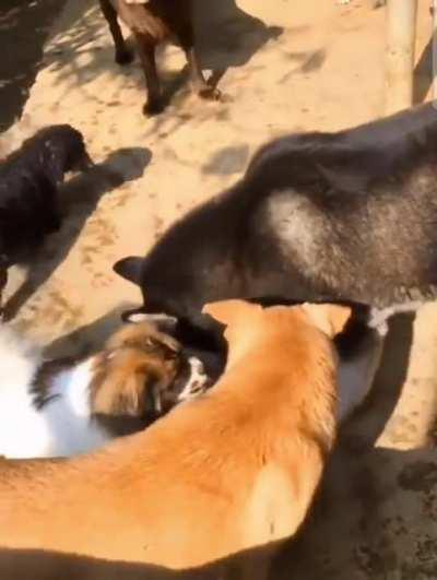 the audacity of this Siberian Husky