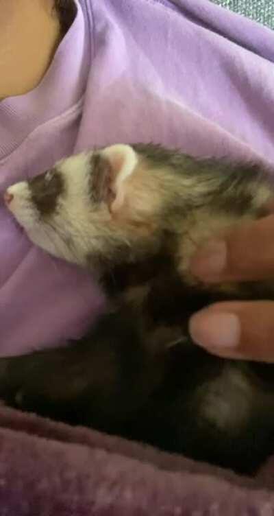 Dropping off some ear wiggles for your Friday evening viewing pleasure 🥺