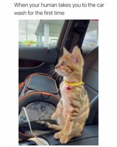 Kitty's face says it all.......