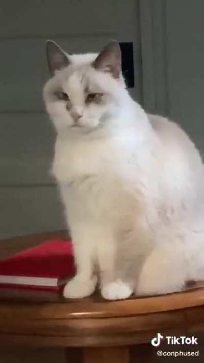 Scary sounds make cat go brrrr