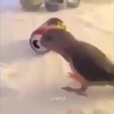 Punk Birb