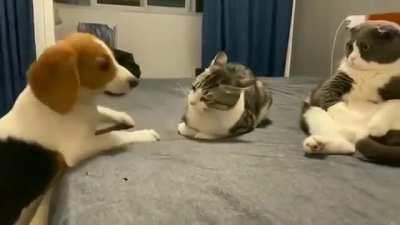 Cat 2- WTF is wrong with him?