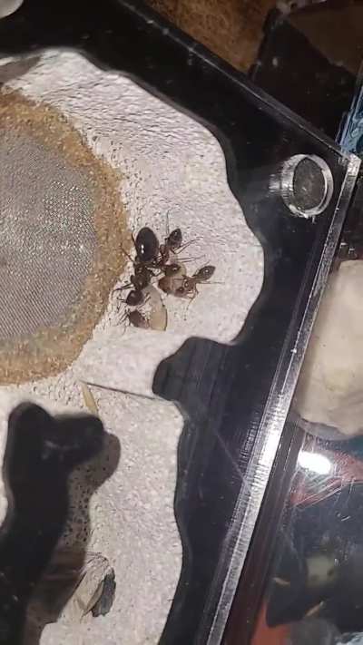 Any anyone help me ID