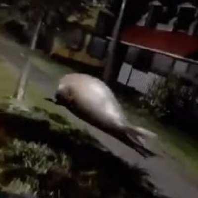 The runner of approval 