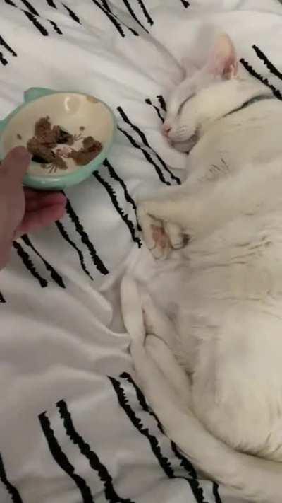How to wake up a deaf cat