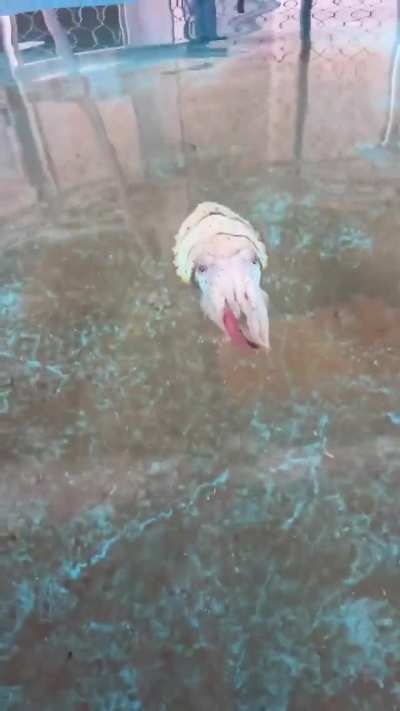 Who wants to Cuddle with my Fish