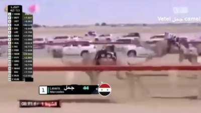 f1 race in syria??😱😱😱 mashallah epic camel formula one race no virus full race 69p
