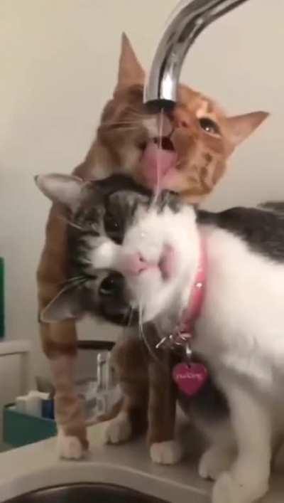 my dear cat drinks some such water