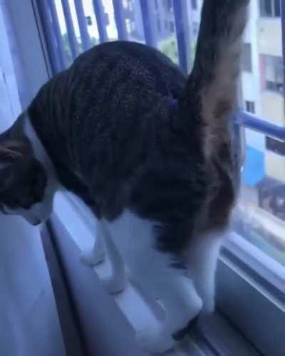 A perfectly catculated pivot