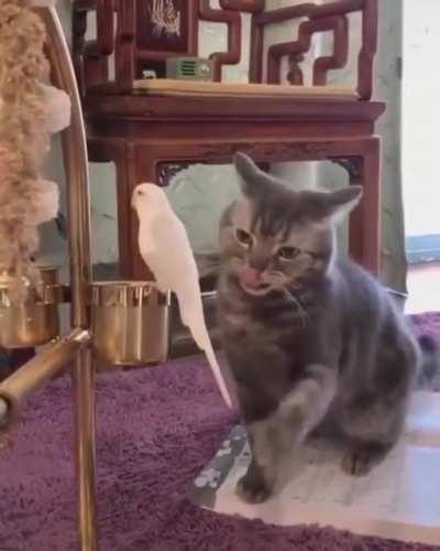 cAT PrEPs aND SeASonS BirD bEfORe dEvOuRiNG iT