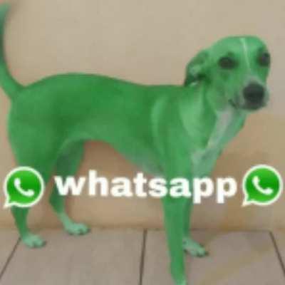 Green Dog